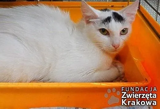 Marysia ma białe futerko i łagodny charakter, mał