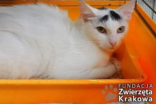 Marysia ma białe futerko i łagodny charakter,  mał