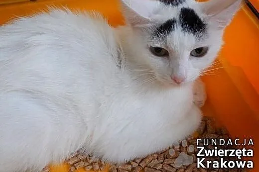 Marysia ma białe futerko i łagodny charakter,  mał
