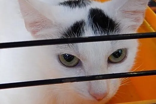 Marysia ma białe futerko i łagodny charakter,  mał