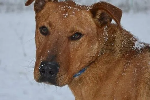 Rudi - młody, energiczny psiak do adopcji,  warmińsko-mazurskie Olsztyn