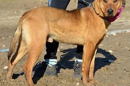 Rudi - młody, energiczny psiak do adopcji,  warmiń