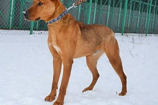 Rudi - młody, energiczny psiak do adopcji,  warmiń