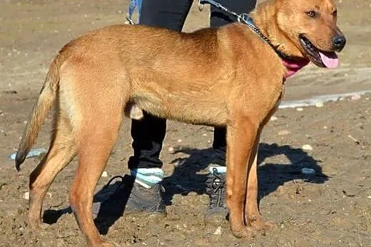 Rudi - młody, energiczny psiak do adopcji,  warmiń