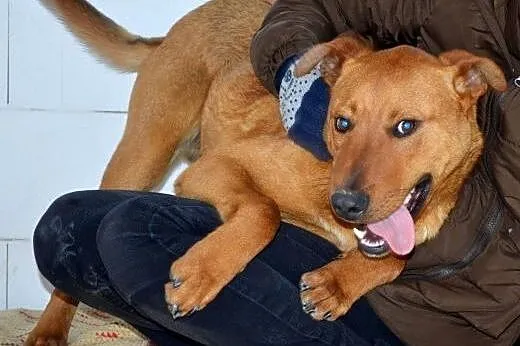 Rudi - młody, energiczny psiak do adopcji,  warmiń