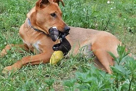 Rudi - młody, energiczny psiak do adopcji,  warmiń
