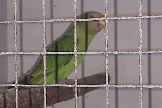 Papuga Aleksandretra Śliwogłowa, Lubień