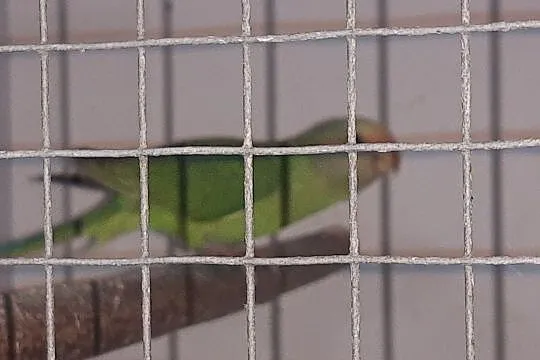 Papuga Aleksandretra Śliwogłowa, Lubień