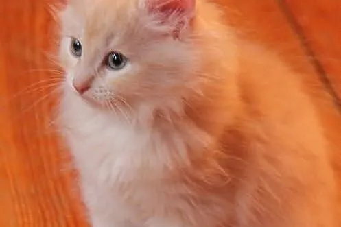 Ksenia Fordonia - urocza kotka syberyjska