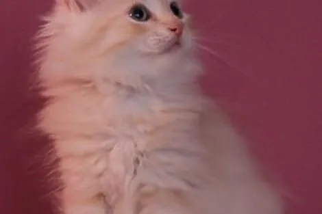 Ksenia Fordonia - urocza kotka syberyjska