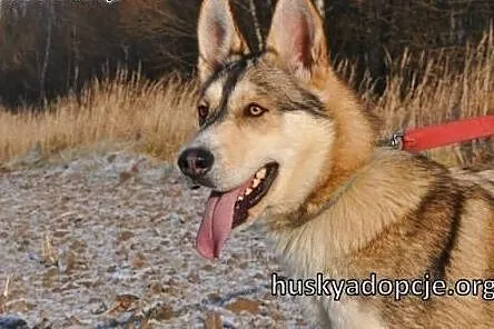 NORRIS- młody, energiczny pies husky do adopcji,  śląskie Katowice