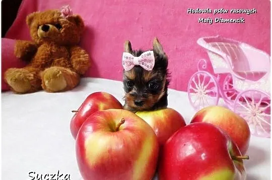 Maleńka suczka York Yorkshire Terrier z Rodowodem i Wyprawką