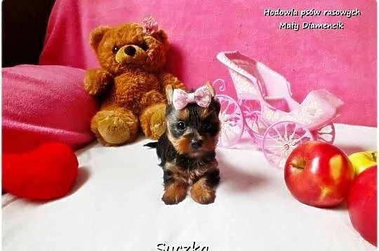 Maleńka suczka York Yorkshire Terrier z Rodowodem i Wyprawką, Lubuskie, Żary
