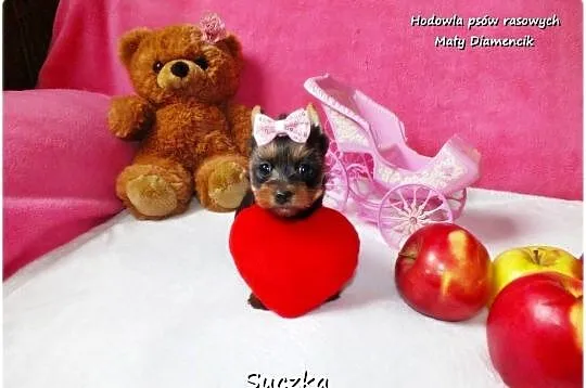 Maleńka suczka York Yorkshire Terrier z Rodowodem i Wyprawką, Lubuskie, Żary