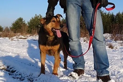 Moris -psi pechowiec czeka na dom,  małopolskie Kr