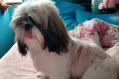 Sprzedam psa Shih tzu
