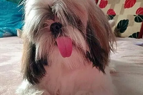 Sprzedam psa Shih tzu, Małopolskie, Andrychów