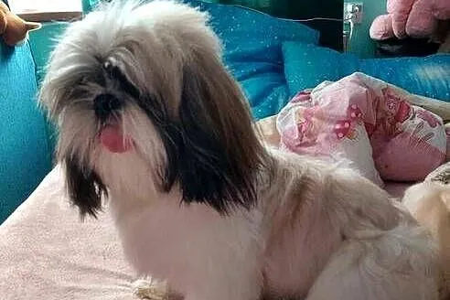 Sprzedam psa Shih tzu, Małopolskie, Andrychów