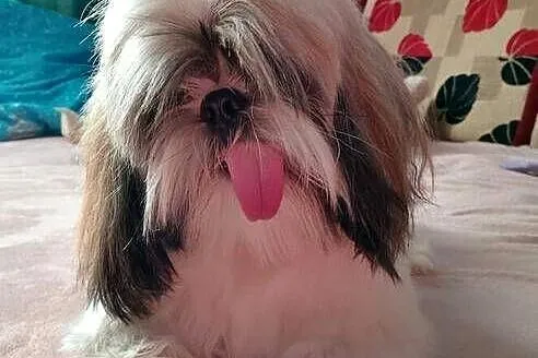 Sprzedam psa Shih tzu, Małopolskie, Andrychów