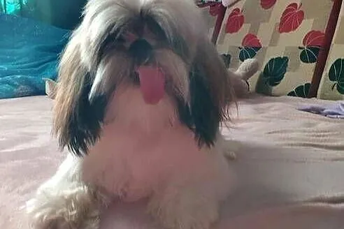 Sprzedam psa Shih tzu, Małopolskie, Andrychów