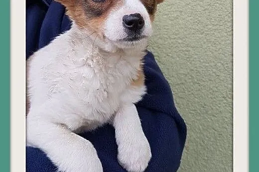 Z domu tymczas. szczeniak 2,5mies. suczka średnia BELLUSIA.Adopcja,  śląskie Katowice