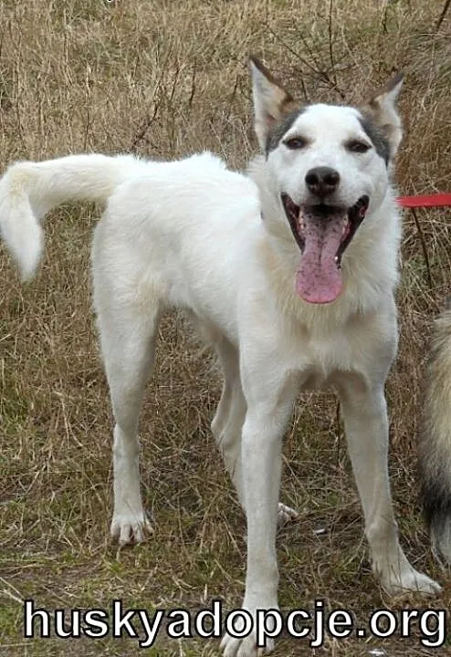 Roki- młody i inteligentny mix husky do adopcji,
