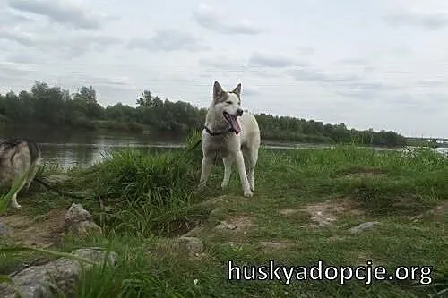 Roki- młody i inteligentny mix husky do adopcji,  