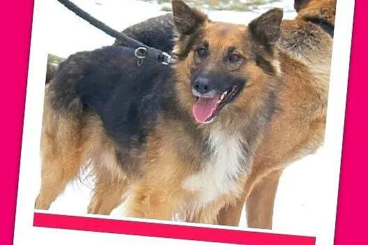 KASZMIR pies w typie owczarka,łagodny, delikatny, przyjazny_Adopcja_