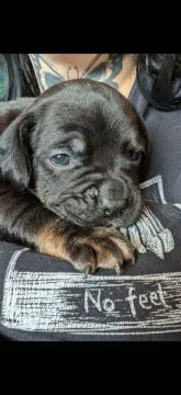 Szczeniaki Frocker na sprzedaż... napisz do mnie na WhatsApp: +44 7453 907158, , Suwajówka