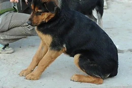 Urocza Wiera do adopcji ,  lubelskie Świdnik