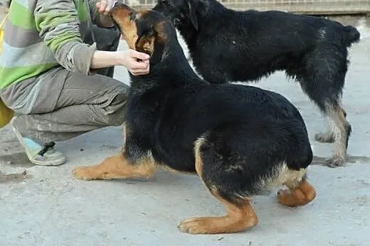 Urocza Wiera do adopcji ,  lubelskie Świdnik