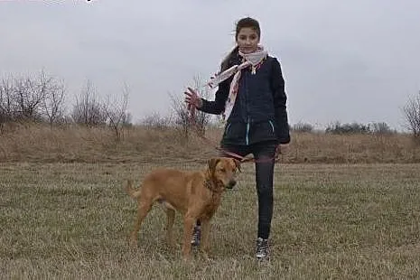 Moris - piękny rudzielec o przenikliwym, mądrym sp