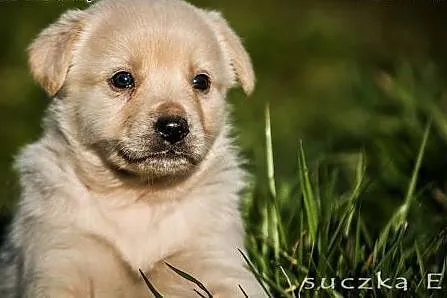 6 CUDOWNYCH BISZKOPTÓW - 6 tyg. szczeniaki do PILNEJ ADOPCJ.,  śląskie Katowice