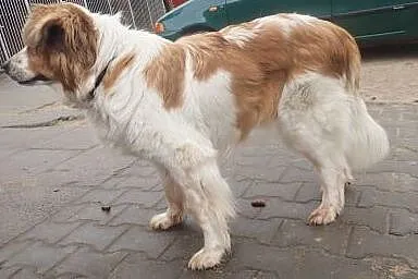 Ella- piękna sunia czeka na dom,  Kundelki cała Po