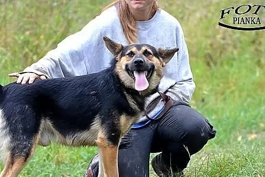 Rexio - młodziutki piesek,, który chce mieć dom