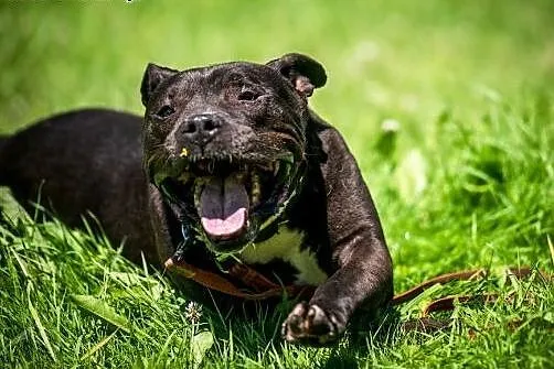 NEMO - elegancki, grzeczny kawaler - poleca się na