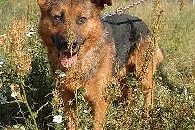 Zorro – czeka na dom i przyjaciela ,  ma