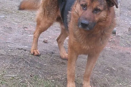 Zorro – czeka na dom i przyjaciela ,  ma