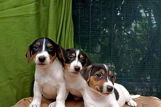 Wzorcowe gładkie Jack Russell terrier JRT piękny exterrier rodzice FCI, Opolskie, Krapkowice