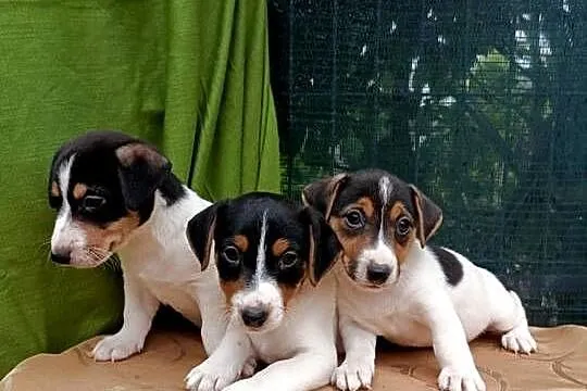 Wzorcowe gładkie Jack Russell terrier JRT piękny exterrier rodzice FCI, Opolskie, Krapkowice