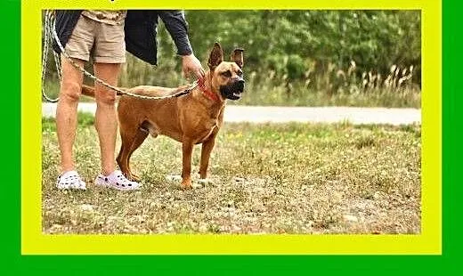 30kg,ciapowaty,ruchliwy,przyjazny,amstaff mix,pies