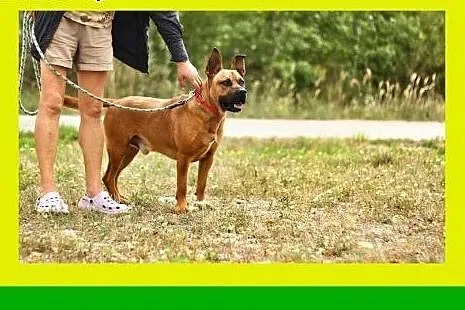 30kg,ciapowaty,ruchliwy,przyjazny,amstaff mix,pies