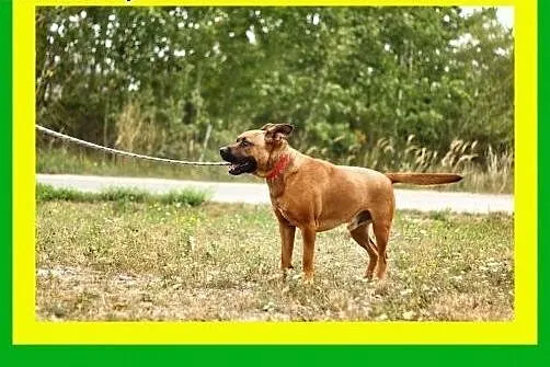 30kg,ciapowaty,ruchliwy,przyjazny,amstaff mix,pies