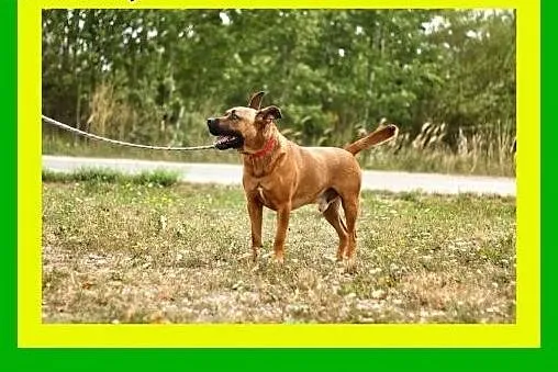 30kg,ciapowaty,ruchliwy,przyjazny,amstaff mix,pies