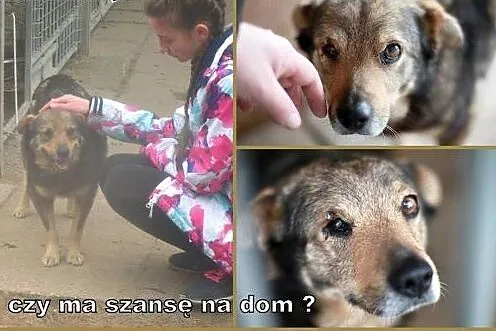 Niko - miły, kochany kundelek, czy dostanie szansę
