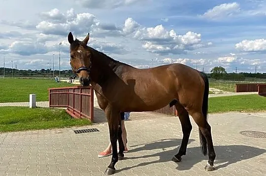 7-letni wałach do sporty, Śląskie, Będzin