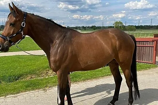 7-letni wałach do sporty, Śląskie, Będzin