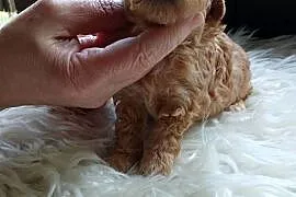 Pudel toy - piesek