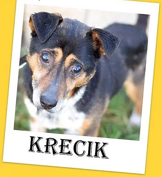 Mały 9 kg,niewidomy,łagodny piesek KRECIK.Adopcja,
