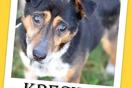 Mały 9 kg,niewidomy,łagodny piesek KRECIK.Adopcja,